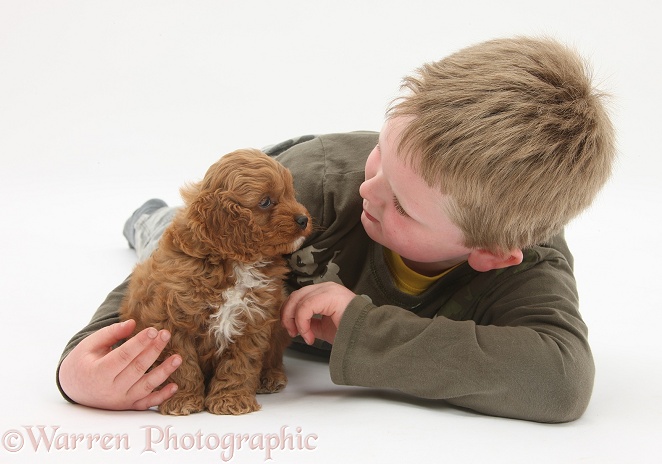 Leon with Cockapoo pup, 7 weeks old, white background