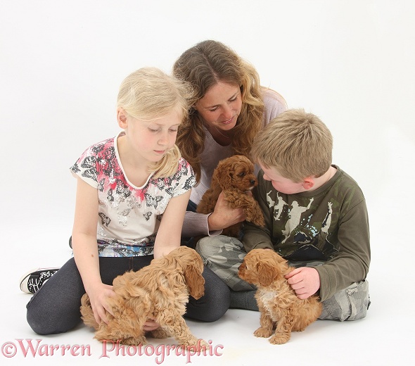 Miriam, Siena and Leon with Cockapoo puppies, 7 weeks old, white background