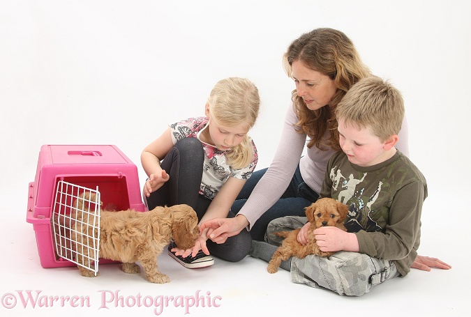 Miriam, Siena and Leon with Cockapoo puppies, 7 weeks old, white background
