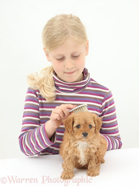 Siena grooming a Cockapoo pup, 7 weeks old, with a brush, white background