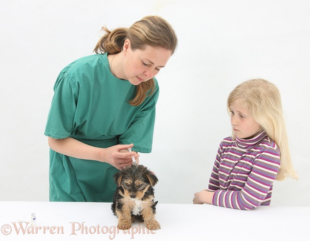 Vet giving a Yorkshire Terrier pup its primary vaccination, white background