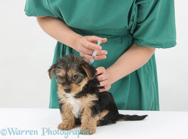 Vet giving a Yorkshire Terrier pup its primary vaccination, white background