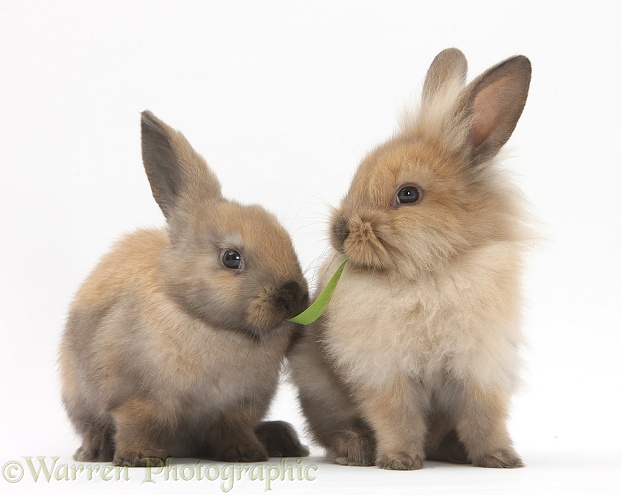Young sandy rabbits sharing a piece of grass, white background