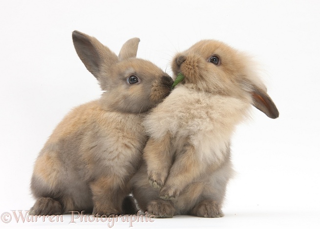 Young sandy rabbits sharing a piece of grass, white background