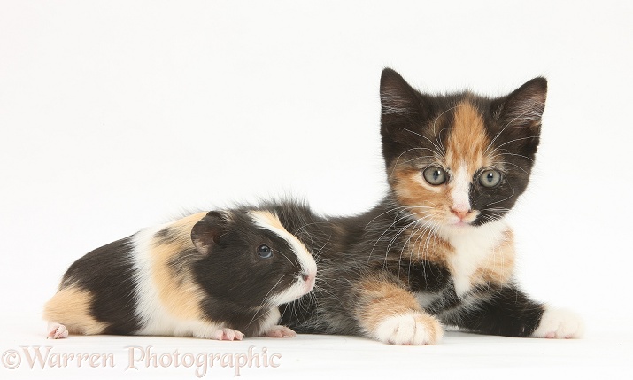 Tortoiseshell kitten with baby tortoiseshell Guinea pig, white background