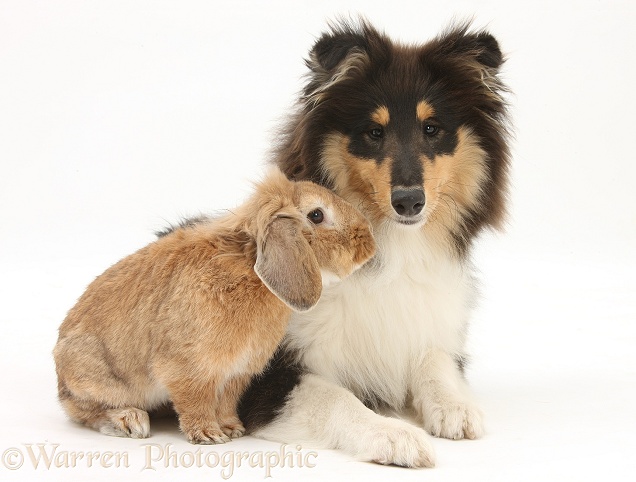 Rough Collie, Flynn, 5 months old, with Sandy Lionhead-cross rabbit, white background