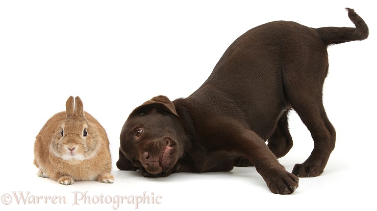 Chocolate Labrador pup, Inca, in play-bow at Netherland-cross rabbit, Peter, white background