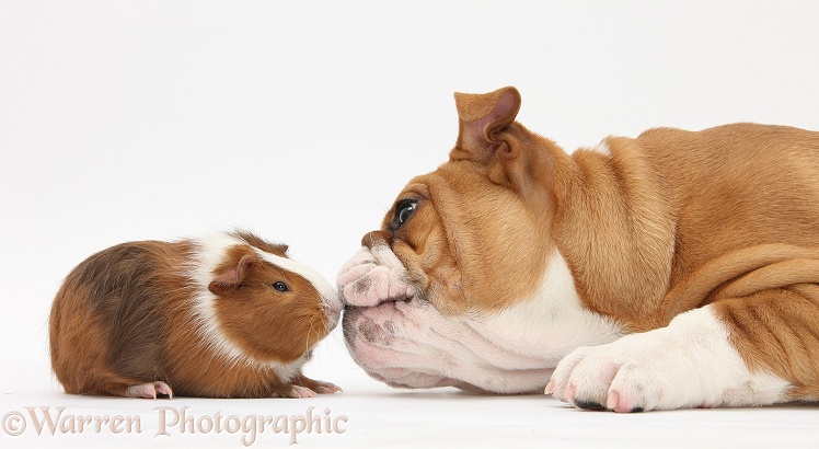 Bulldog pup, 11 weeks old, face-to-face with Guinea pig, Amelia, white background