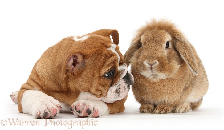 Bulldog pup, 11 weeks old, and Sandy Lop rabbit, white background