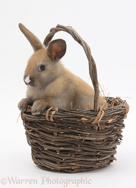 Baby rabbit in a wicker basket, white background