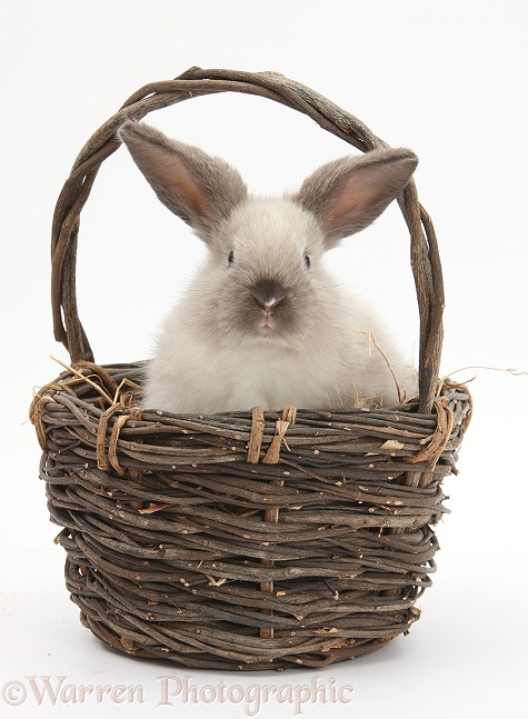 Baby colourpoint rabbit in a wicker basket, white background