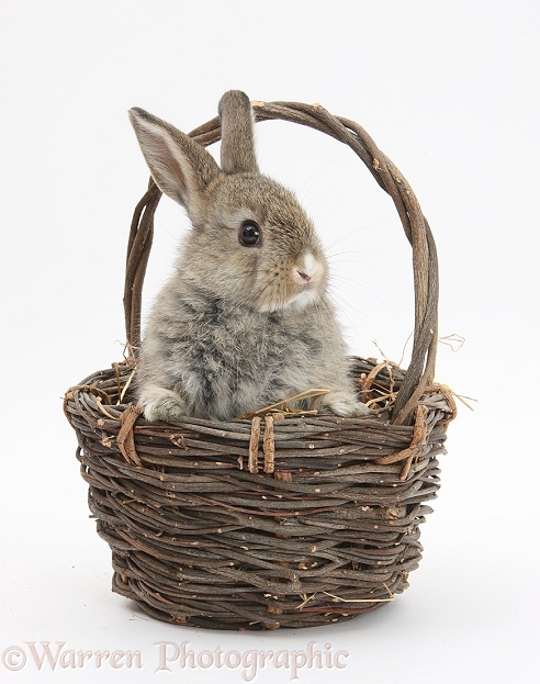 Baby agouti rabbit in a wicker basket, white background