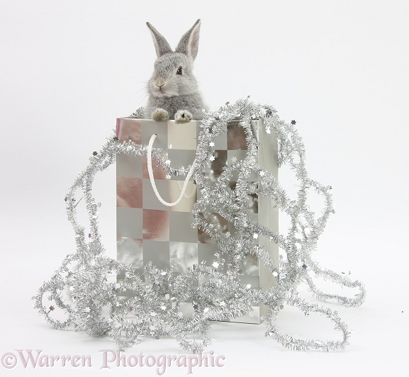 Two baby silver rabbits in a gift bag with Christmas tinsel, white background