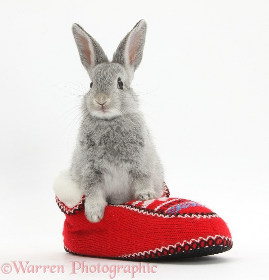 Young silver rabbit in a knitted slipper, white background