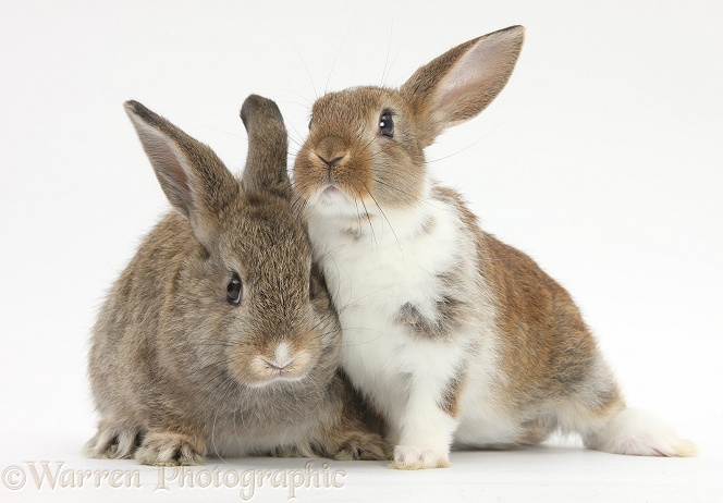Two young rabbits, white background