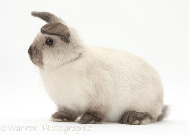 Young colourpoint rabbit, white background