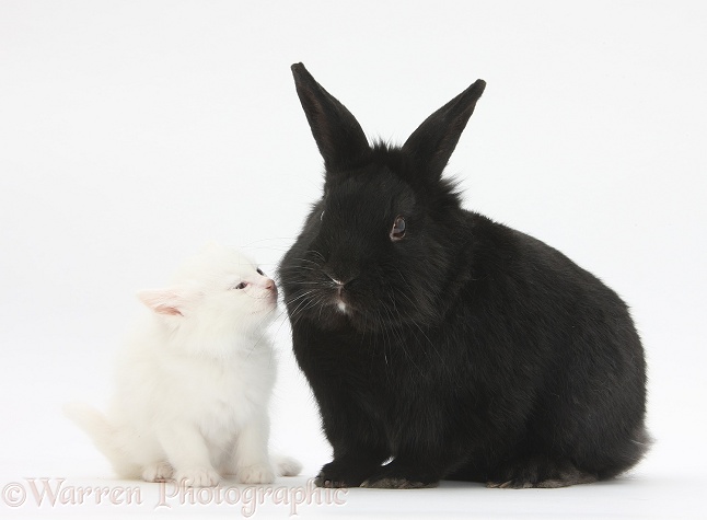 White kitten and black rabbit, white background