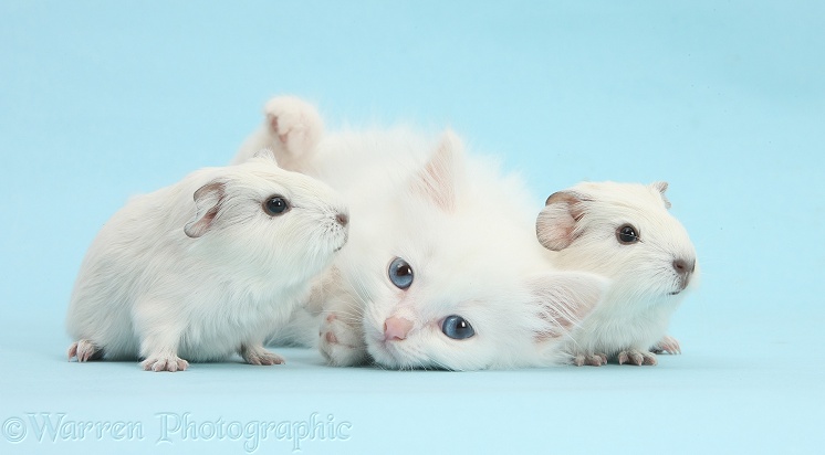 Baby white Guinea pigs and white Maine Coon-cross kitten on blue background