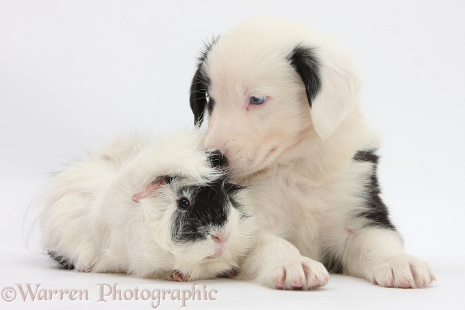 Black-and-white Border Collie puppy, 6 weeks old, and black-and-white Guinea pig, white background