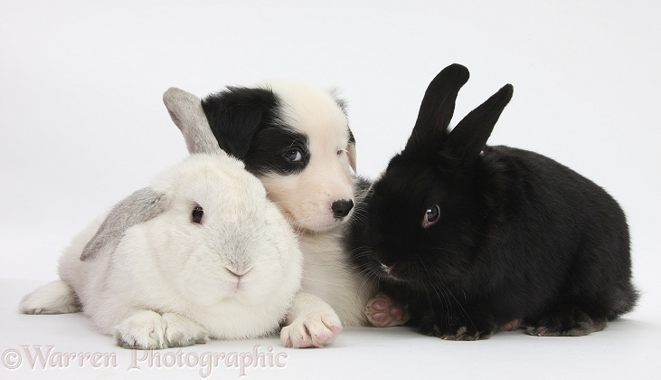 Black-and-white Border Collie pup, 6 weeks old, with black rabbit and white rabbit, white background