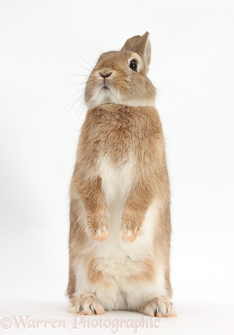 Netherland dwarf-cross rabbit, Peter, standing up, white background