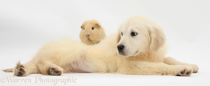 Golden Retriever pup, Daisy, 16 weeks old, and yellow Guinea pig, white background