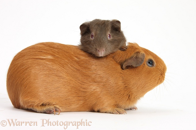 Mother red Guinea pig with chocolate baby, white background
