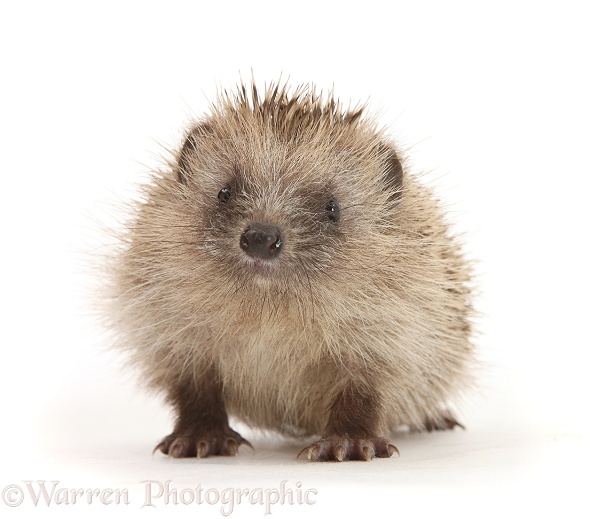 Baby Hedgehog (Erinaceus europaeus), white background