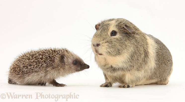 Baby Hedgehog and Guinea pig, white background