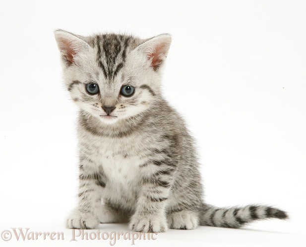 Silver tabby shorthair kitten sitting, white background