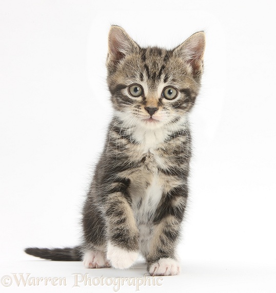 Tabby kitten sitting, white background