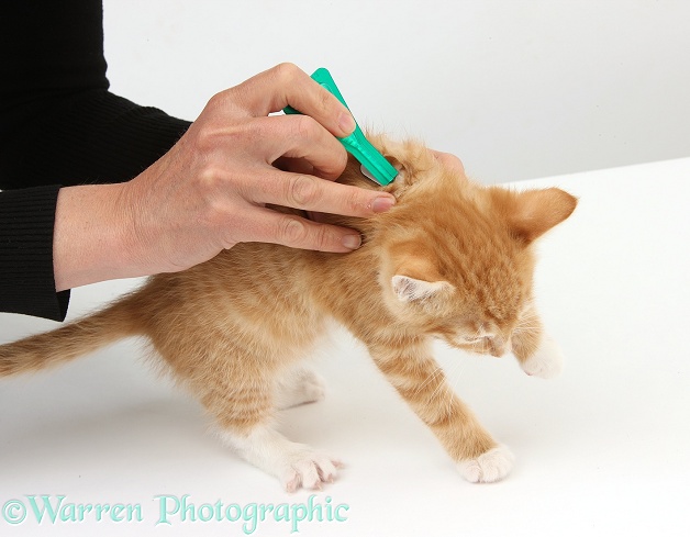 Applying spot-on flea treatment to ginger kitten, Tom, 8 weeks old, white background