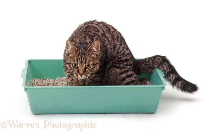 Young tabby female cat, Popocat, using a litter tray, white background