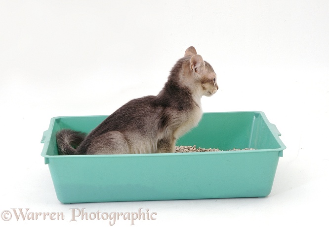 Burmese-cross kitten using a litter tray, white background