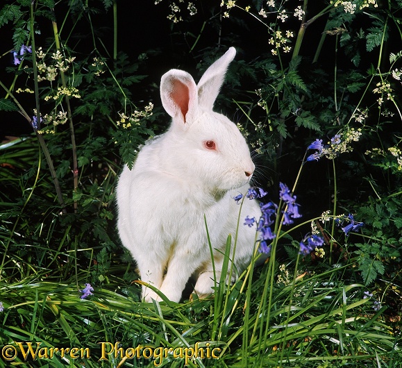 White albino rabbit among bluebells and cow parsley