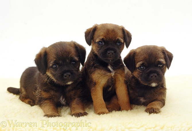 Three Border Terrier pups, 5 weeks old, white background