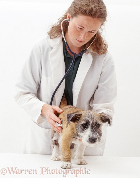 Vet examining Patterdale x Jack Russell Terrier pup, Jorge, white background