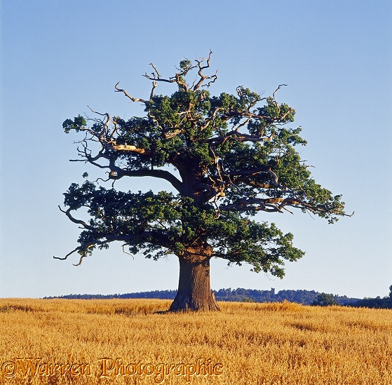 English Oak (Quercus robur) - Summer (8-8-2008).  Surrey, England
