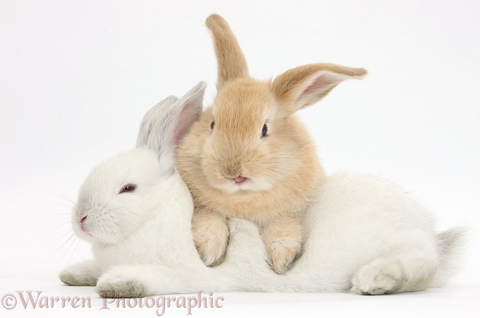 Sandy rabbit lounging over white rabbit, white background