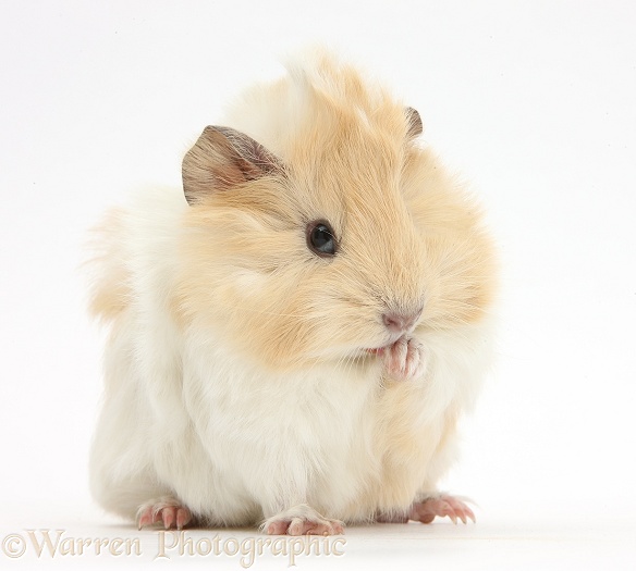 Young cinnamon-and-white Guinea pig washing a paw, white background
