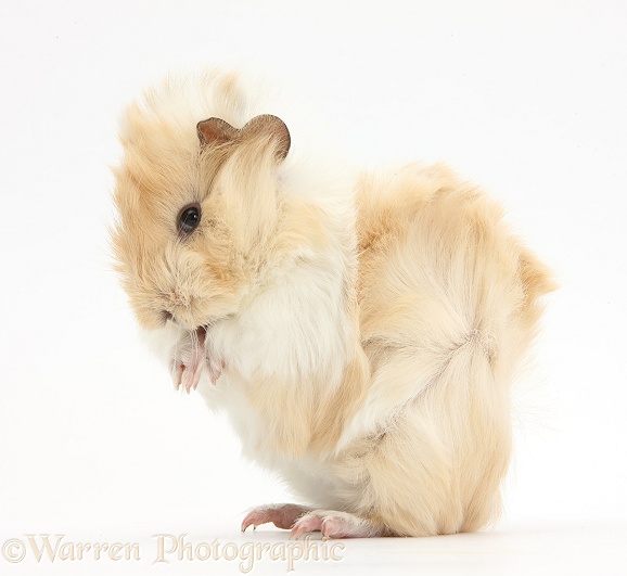 Young cinnamon-and-white Guinea pig, washing her face, white background