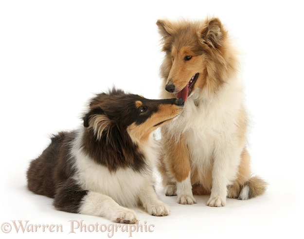 Rough Collies, Laddie and Flynn, 5 months old, white background