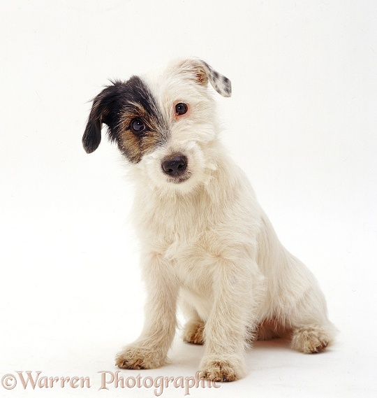 Rough-coated Jack Russell Terrier pup, Chico, white background
