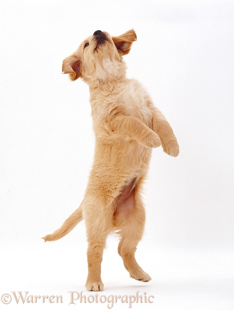 Golden Retriever puppy, Jasmine, 10 weeks old, standing and reaching up, white background