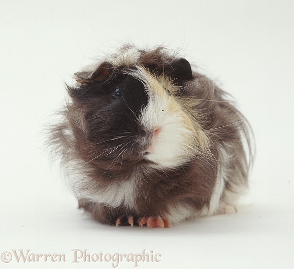 Rosetted Abyssinian Guinea pig, white background