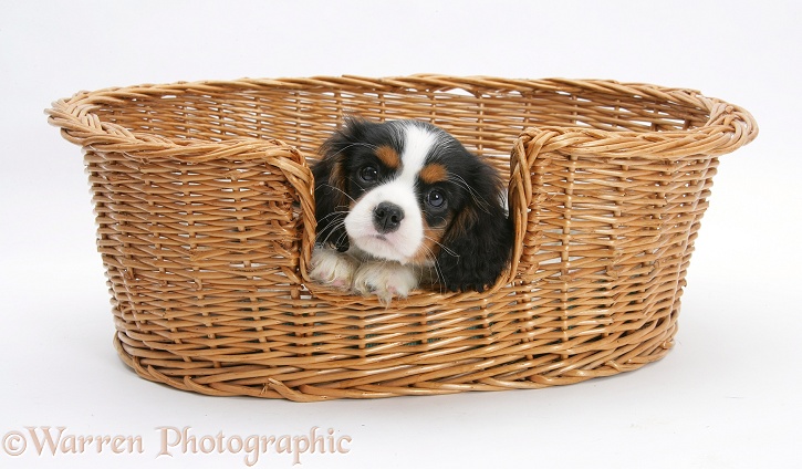 Cavalier King Charles Spaniel pup in a wicker basket, white background
