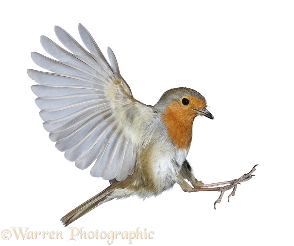 Robin (Erithacus rubecula) about to land, white background