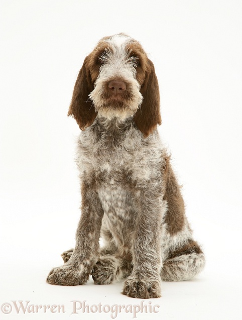 Brown Roan Spinone pup, Wilson, 12 weeks old, sitting, white background