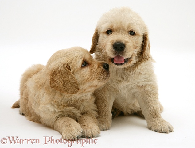 Two Golden Retriever puppies, white background