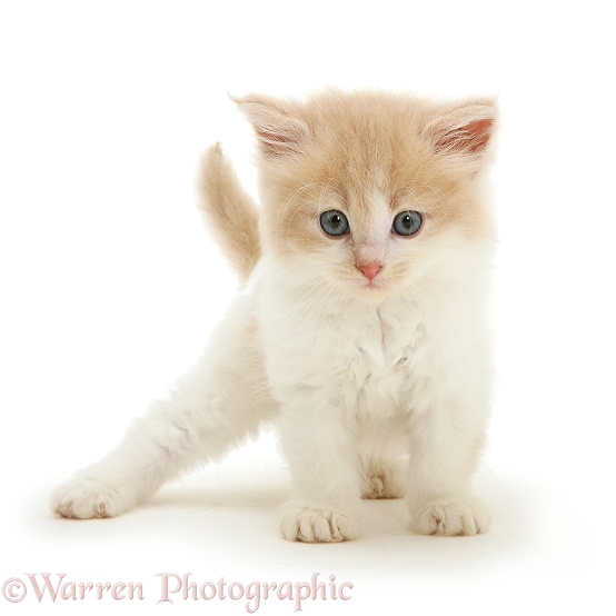 Ginger-and-white Persian-cross kitten, white background